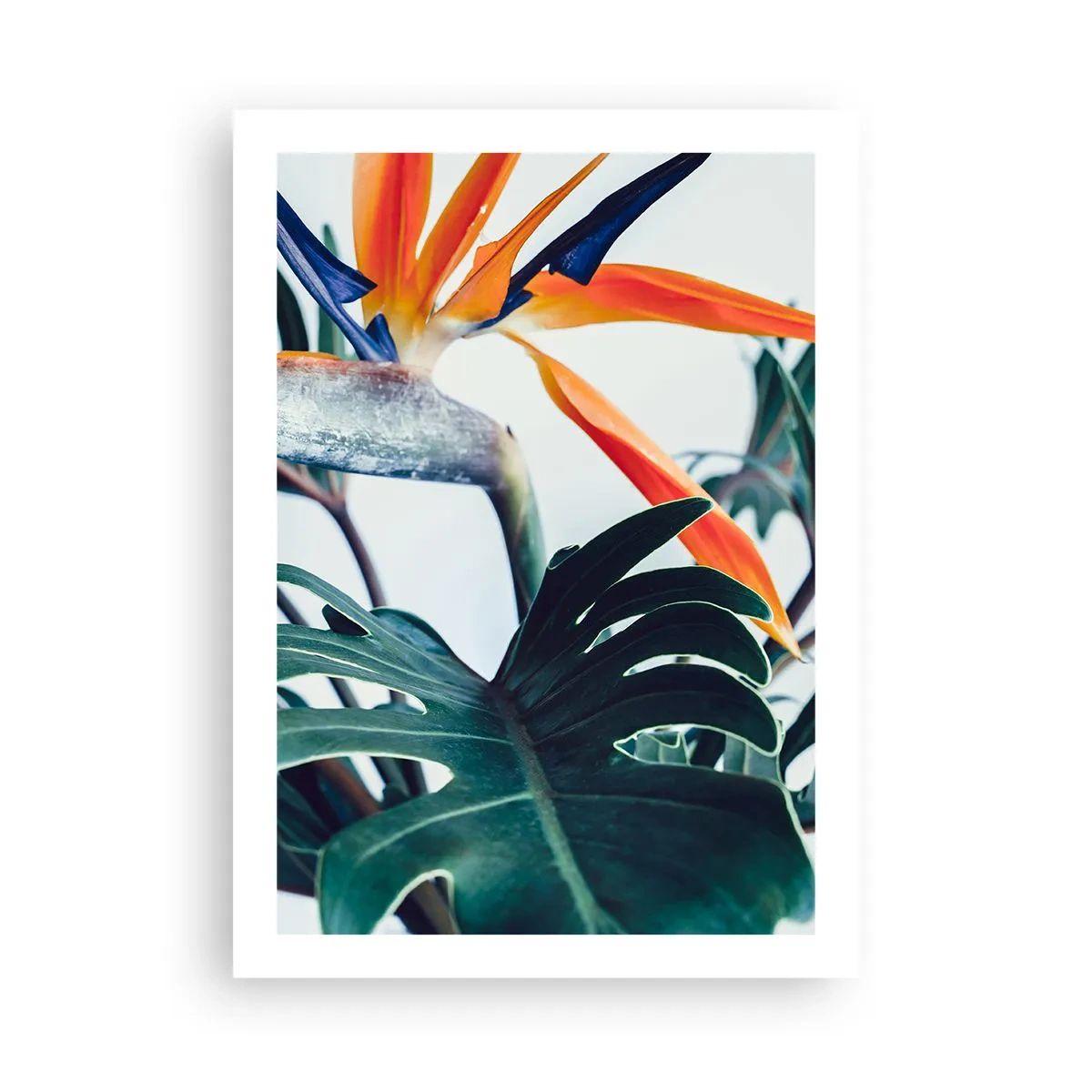 Poster - Tufiș sau pasăre? - 50x70 cm