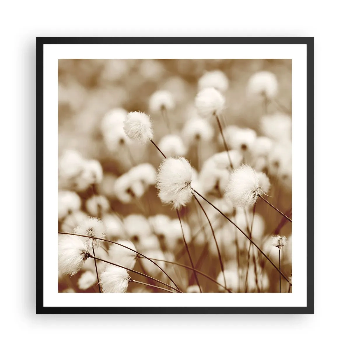 Poster în ramă neagră - Câmp pufos - 60x60 cm