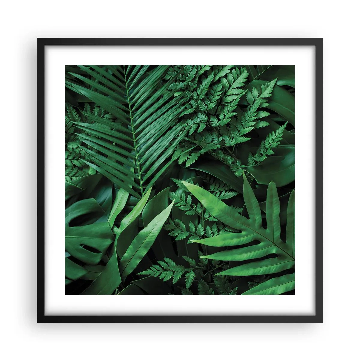 Poster în ramă neagră - Înfășurate în verde - 50x50 cm