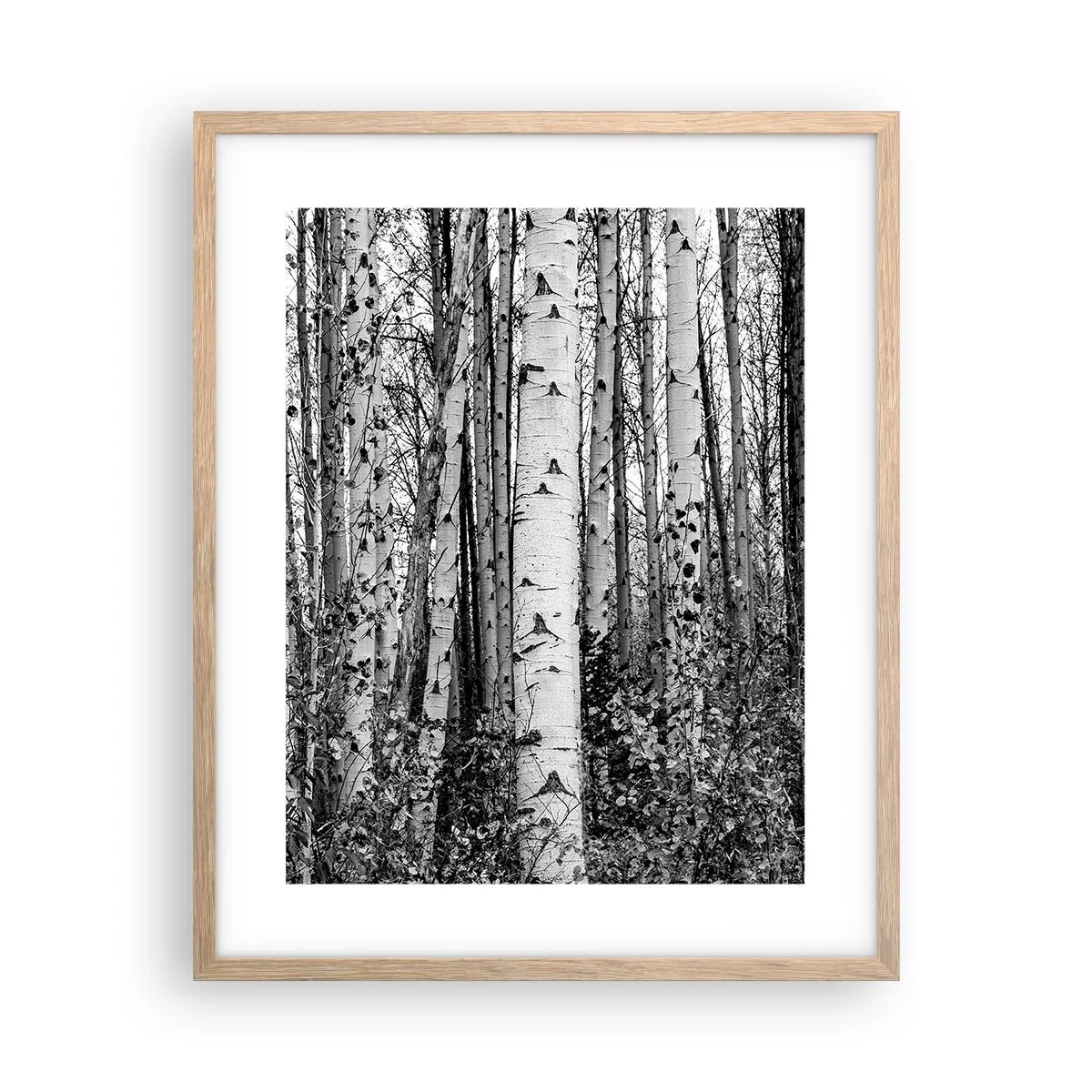 Poster în ramă de stejar deschis - Coloane de mesteacăn - 40x50 cm