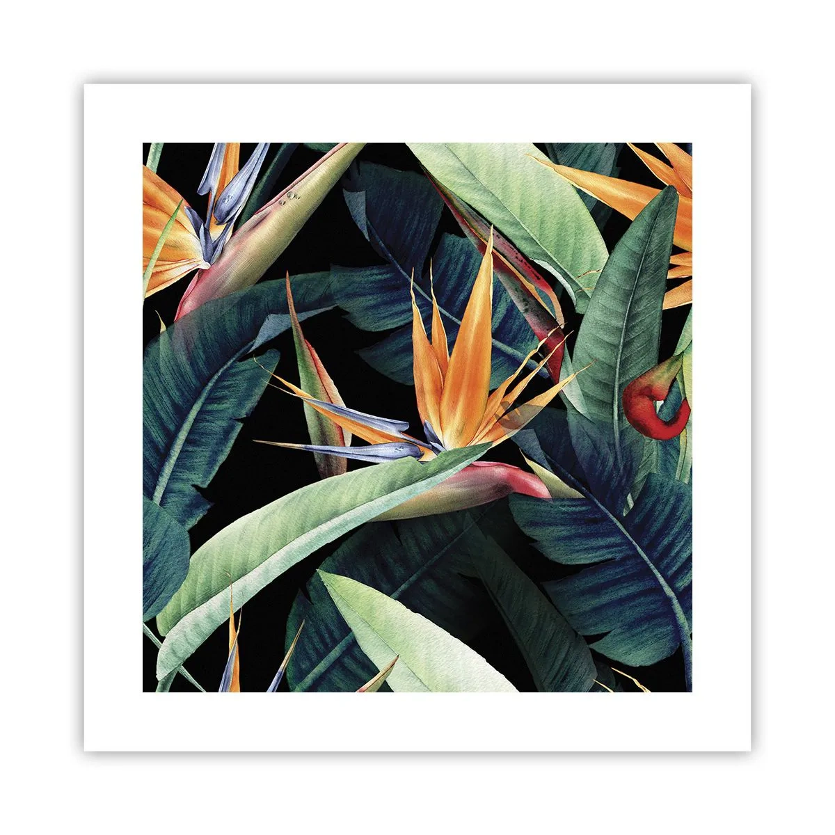 Poster - Florile de flacără ale tropicelor - 40x40 cm