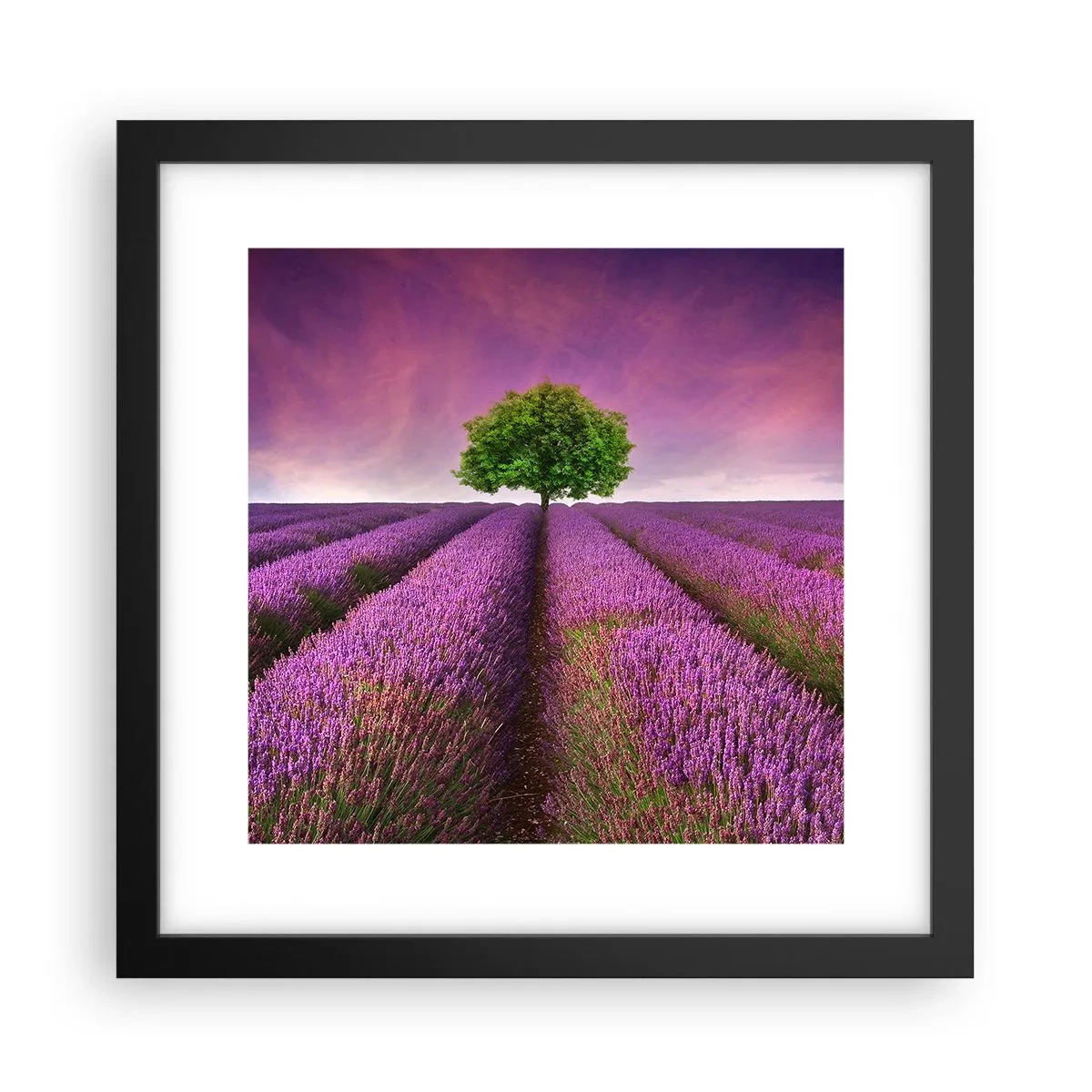 Poster în ramă neagră - În câmpurile de lavandă - 30x30 cm