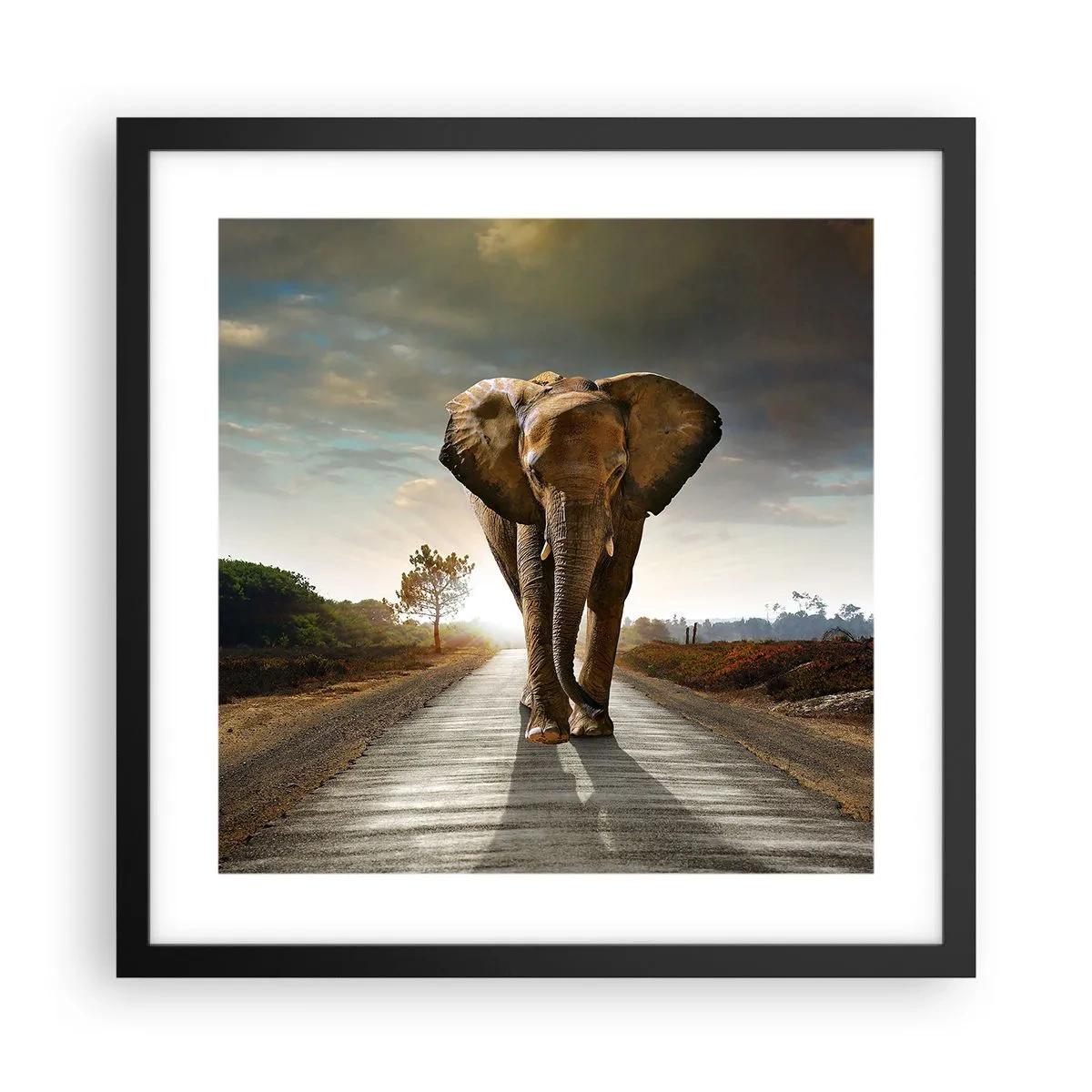 Poster în ramă neagră - Și-a pierdut cipicii... - 40x40 cm