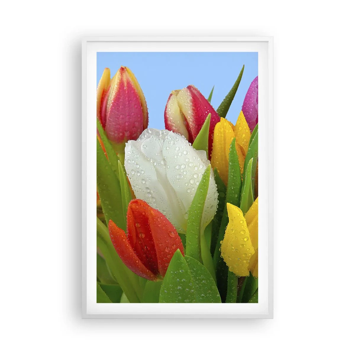 Poster în ramă albă - Un curcubeu floral în picături de rouă - 61x91 cm