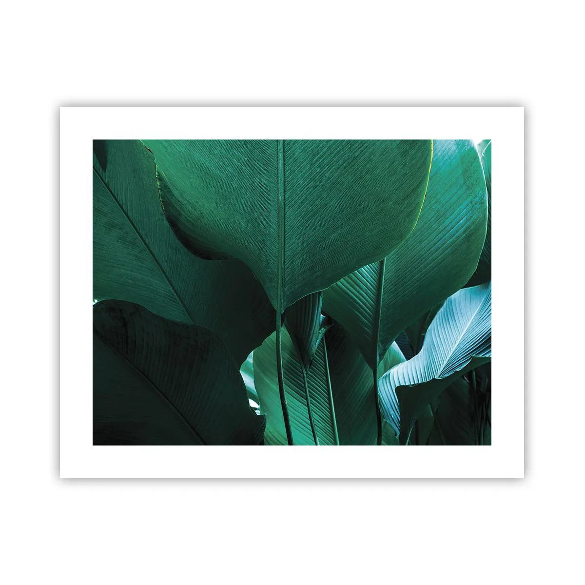 Poster - Cu frunza la lumină - 50x40 cm