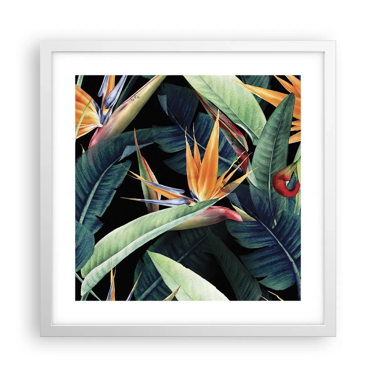 Poster în ramă albă - Florile de flacără ale tropicelor - 40x40 cm