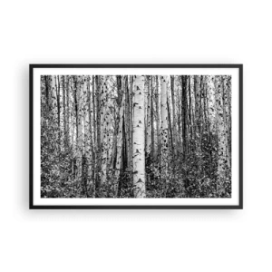 Poster în ramă neagră - Coloane de mesteacăn - 91x61 cm