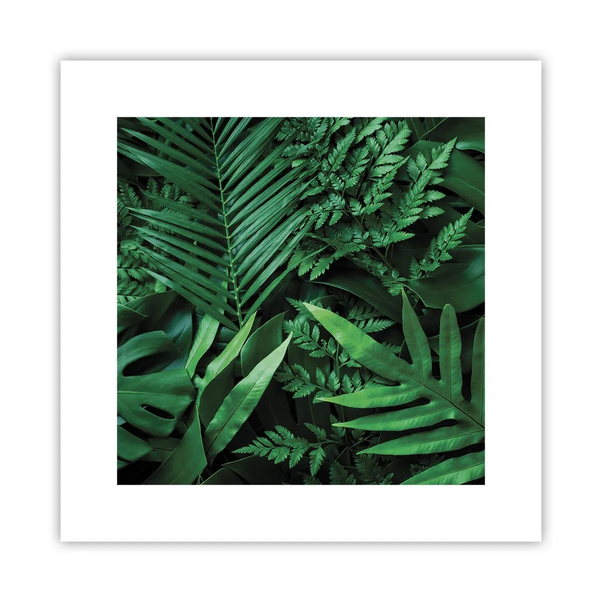 Poster - Înfășurate în verde - 30x30 cm