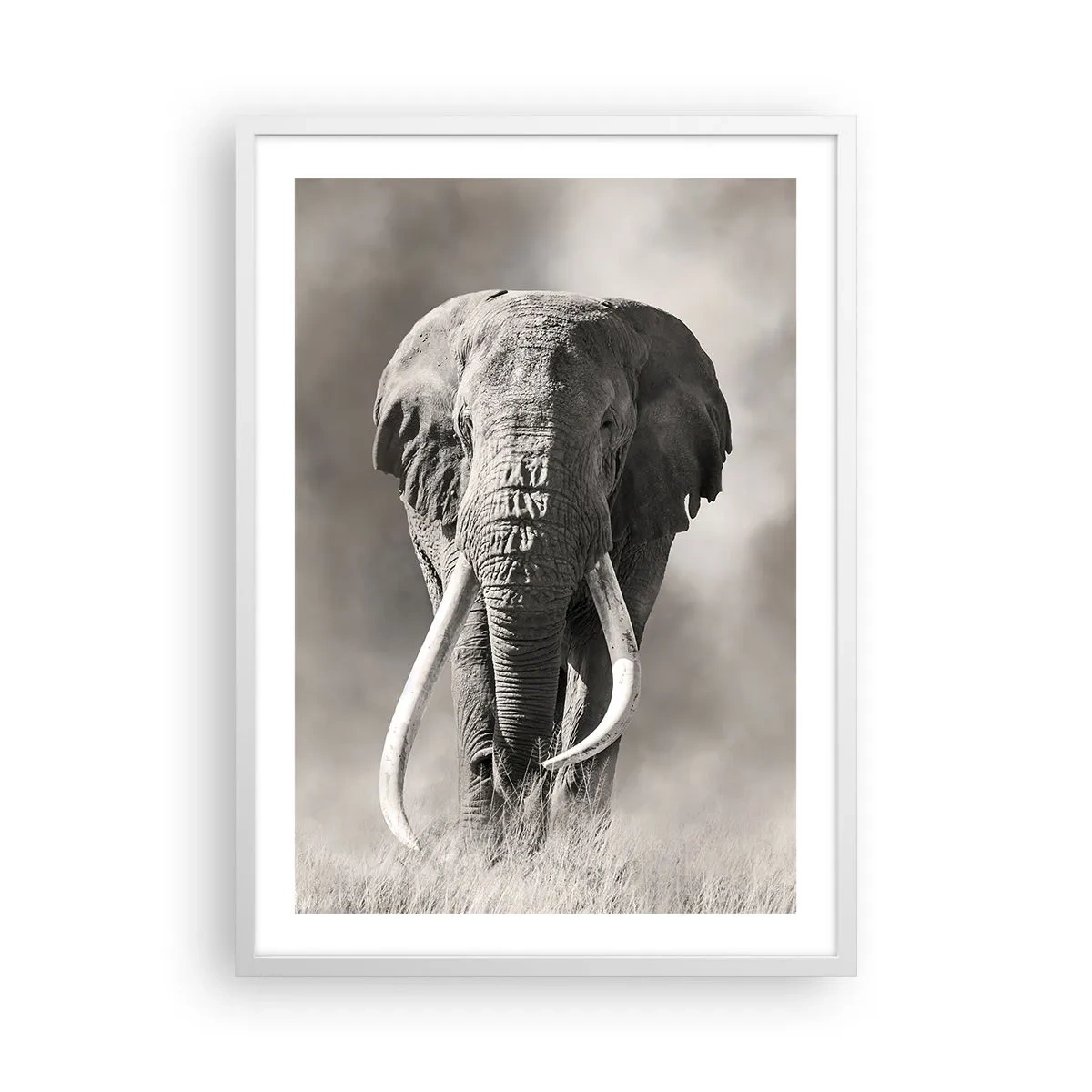 Poster în ramă albă - Patriarh african - 50x70 cm