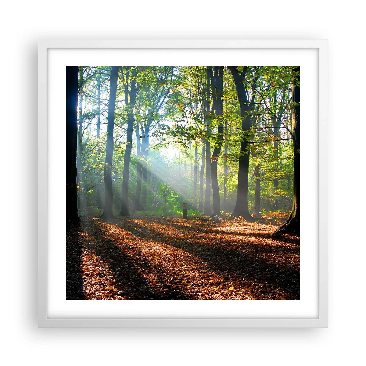 Poster în ramă albă - Străluciri și umbre - 50x50 cm