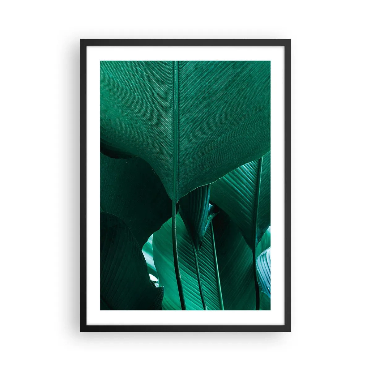 Poster în ramă neagră - Prim-plan al unor frunze verzi mari care prezintă structură și textură. - 50x70cm - Cu frunza la lumină - Decorațiune modernă pentru perete pentru living și dormitor ARTTOR