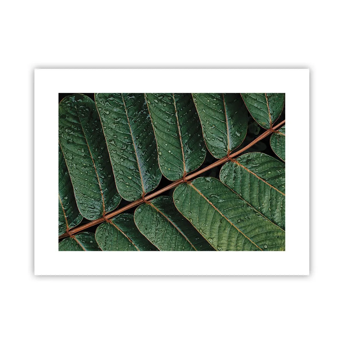 Poster - Într-un ritm verde - 40x30 cm