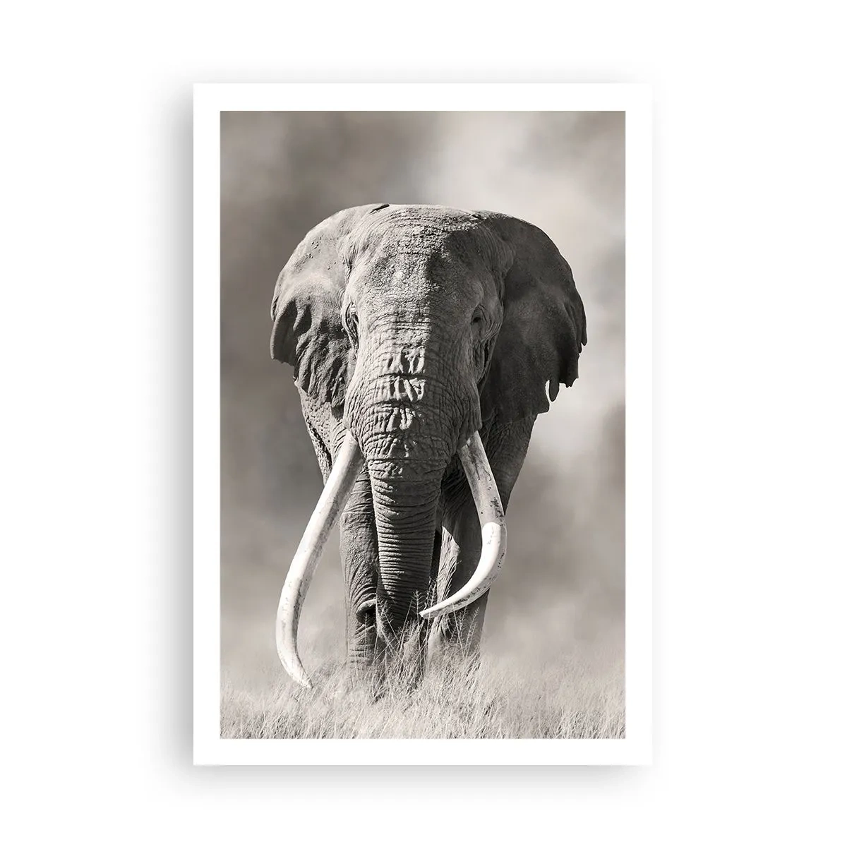 Poster - Patriarh african - 61x91 cm