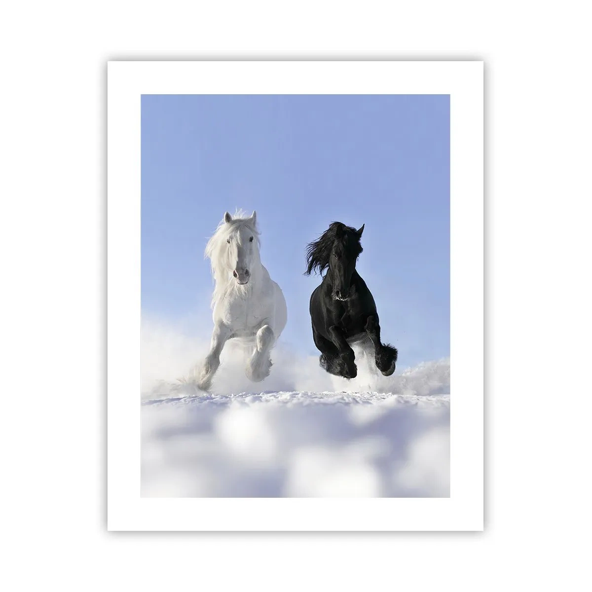 Poster - Galop de alb și negru - 40x50 cm