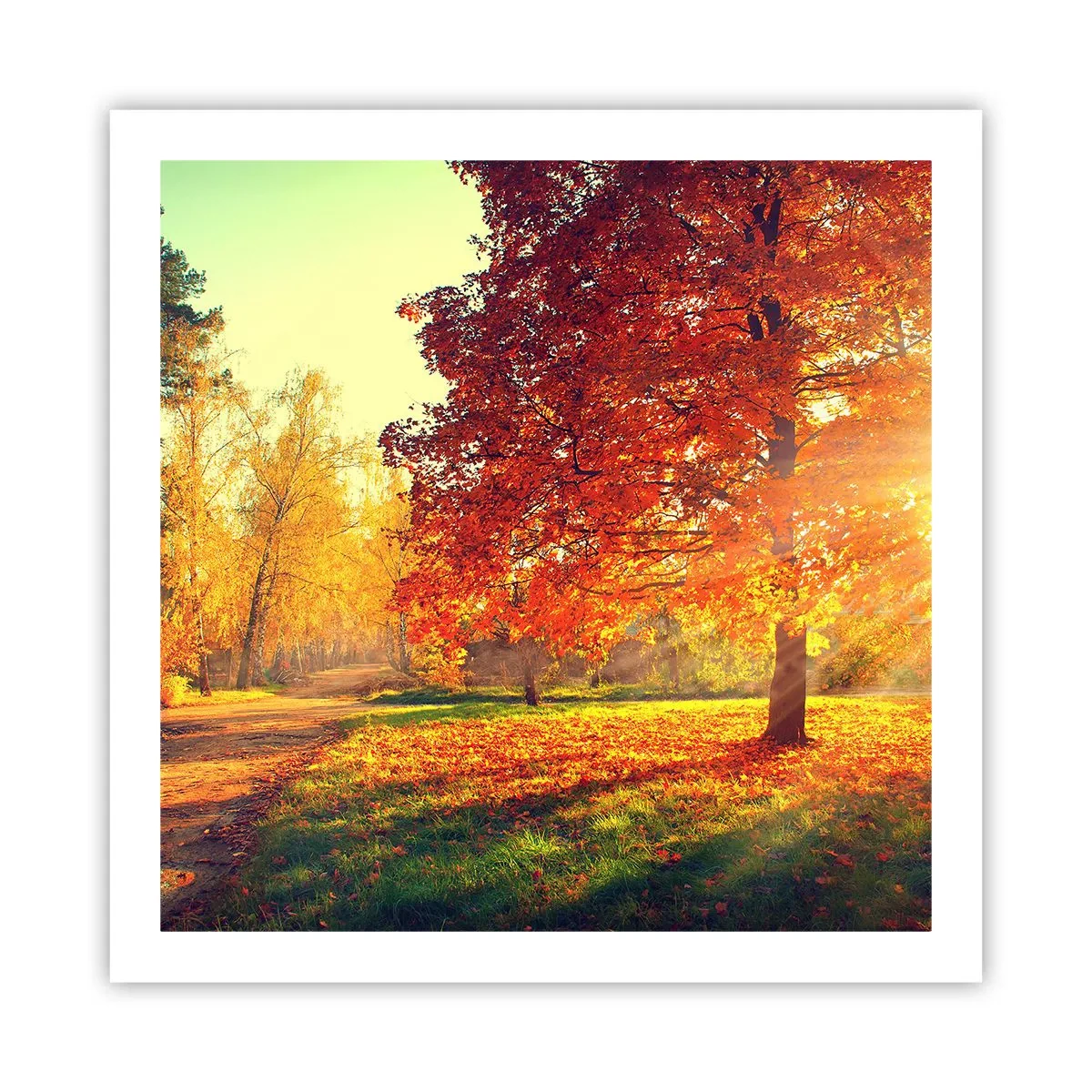 Poster - Roșcatul este frumos - 60x60 cm