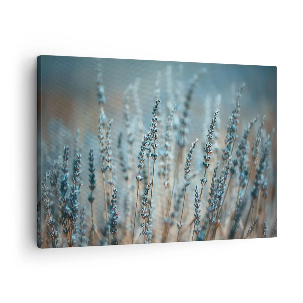 Tablou pe pânză Canvas - Lavandă pe câmp în tonuri pastelate subtile - 70x50cm - Câmpul parfumat - Decorațiune modernă pentru perete pentru living și dormitor ARTTOR
