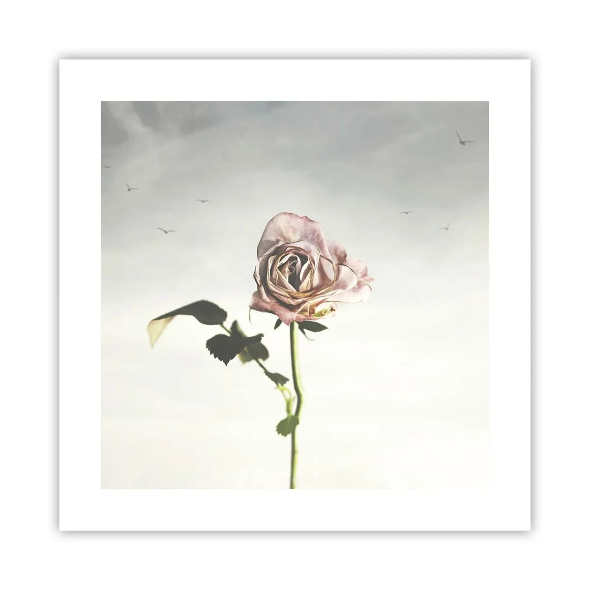 Poster - Primăvara binevenită - 40x40 cm