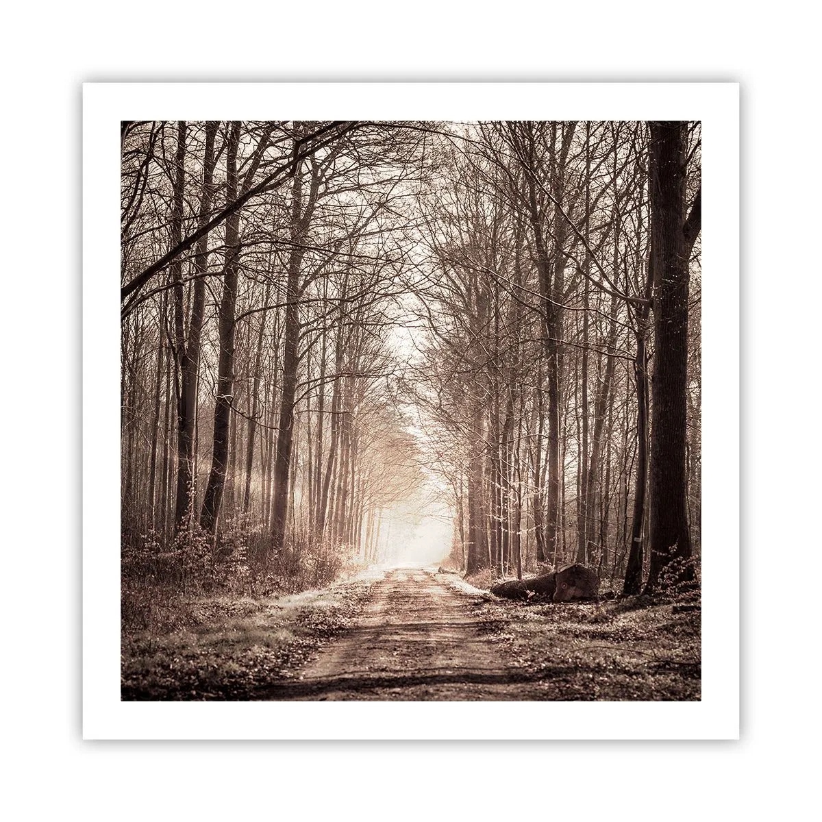 Poster - Catedrala Forestieră - 60x60 cm
