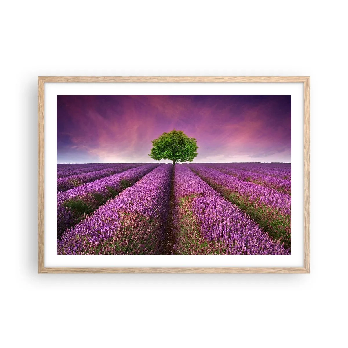 Poster în ramă de stejar deschis - În câmpurile de lavandă - 70x50 cm