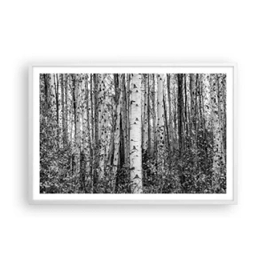 Poster în ramă albă - Coloane de mesteacăn - 91x61 cm