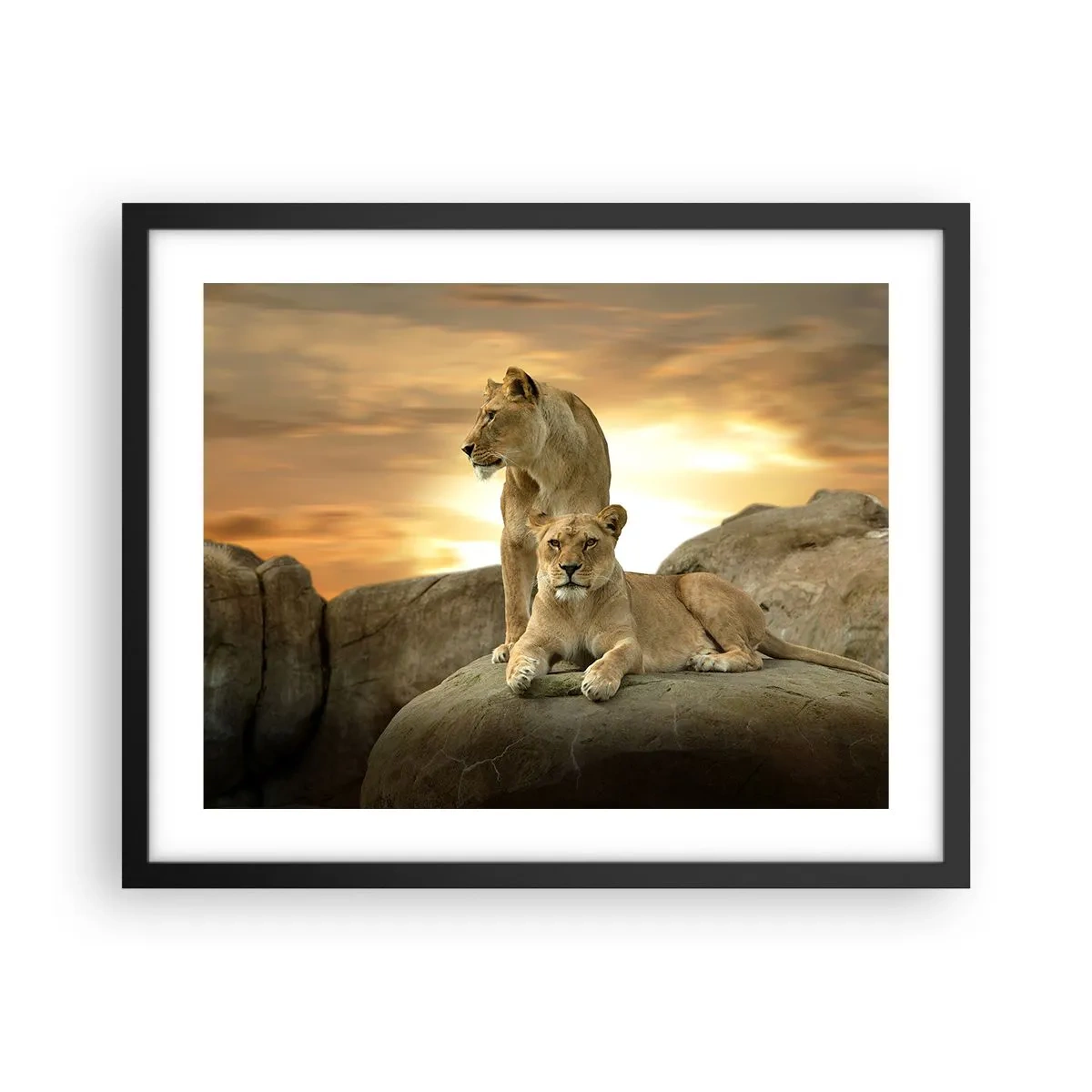 Poster în ramă neagră - Maiestate regală - 50x40 cm