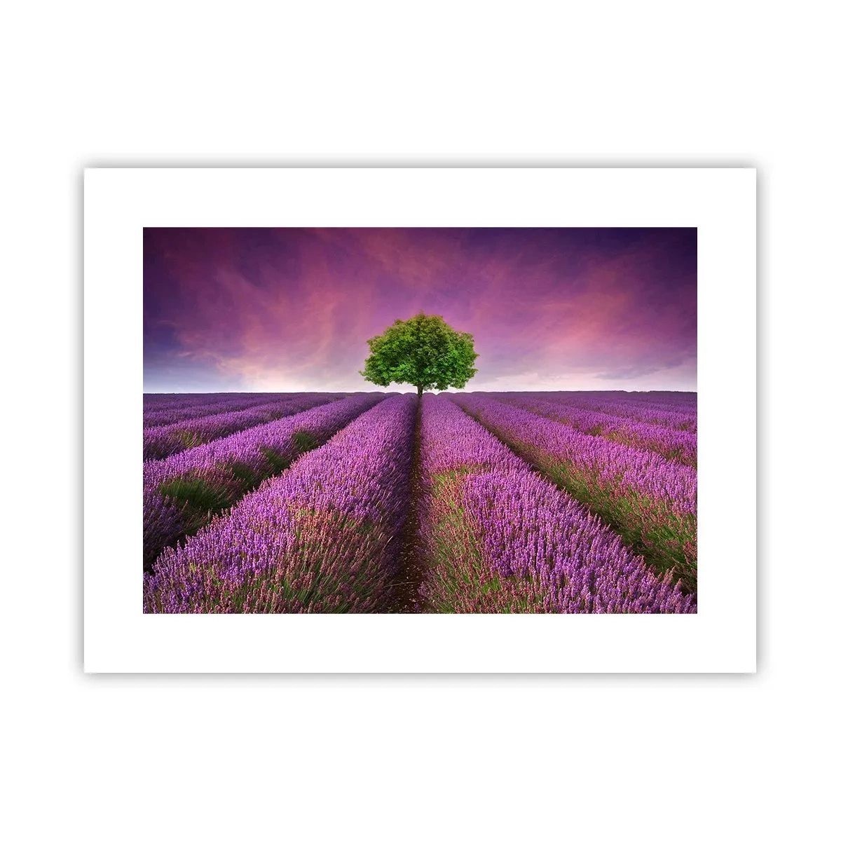 Poster - În câmpurile de lavandă - 40x30 cm