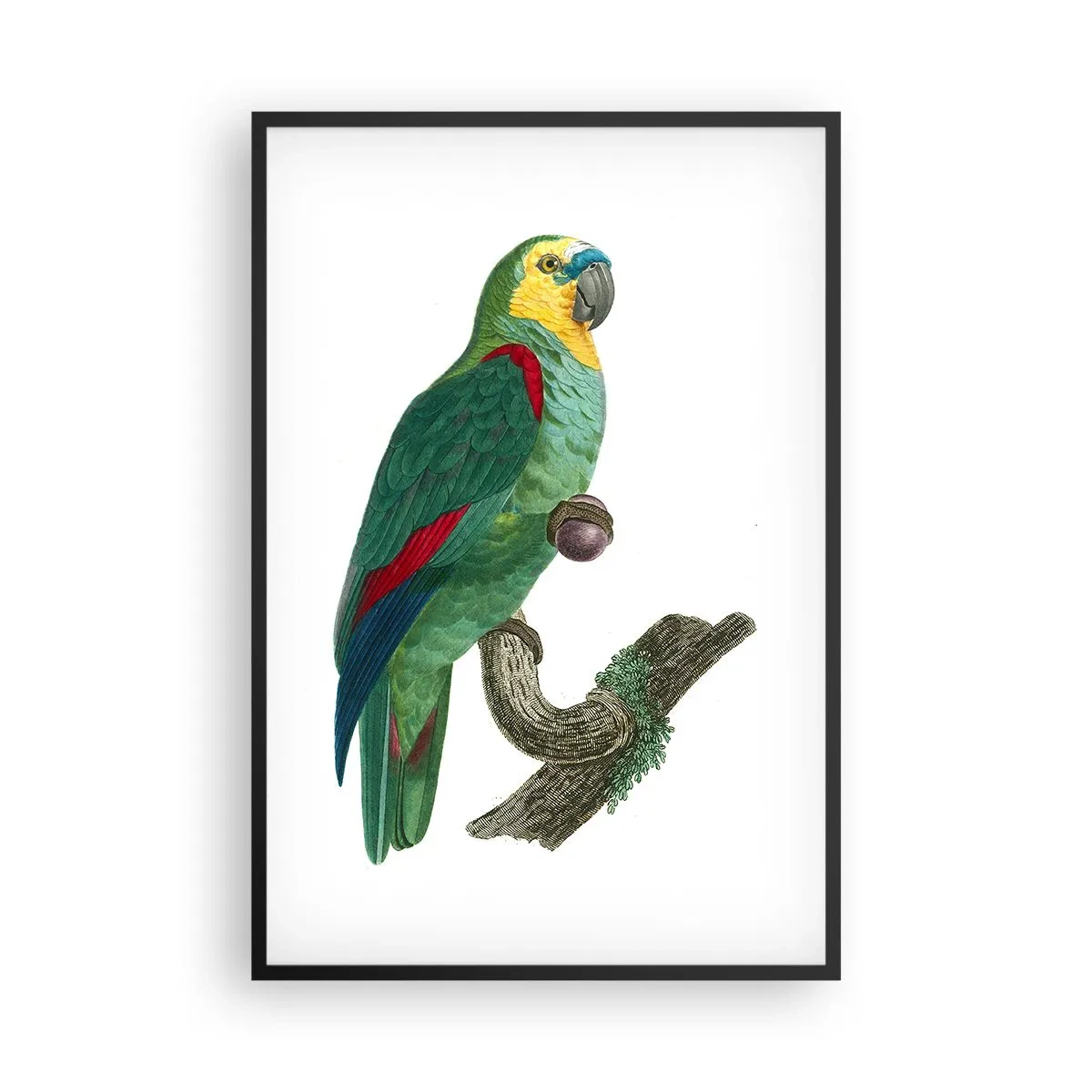 Poster în ramă neagră - Portret de papagal - 61x91 cm