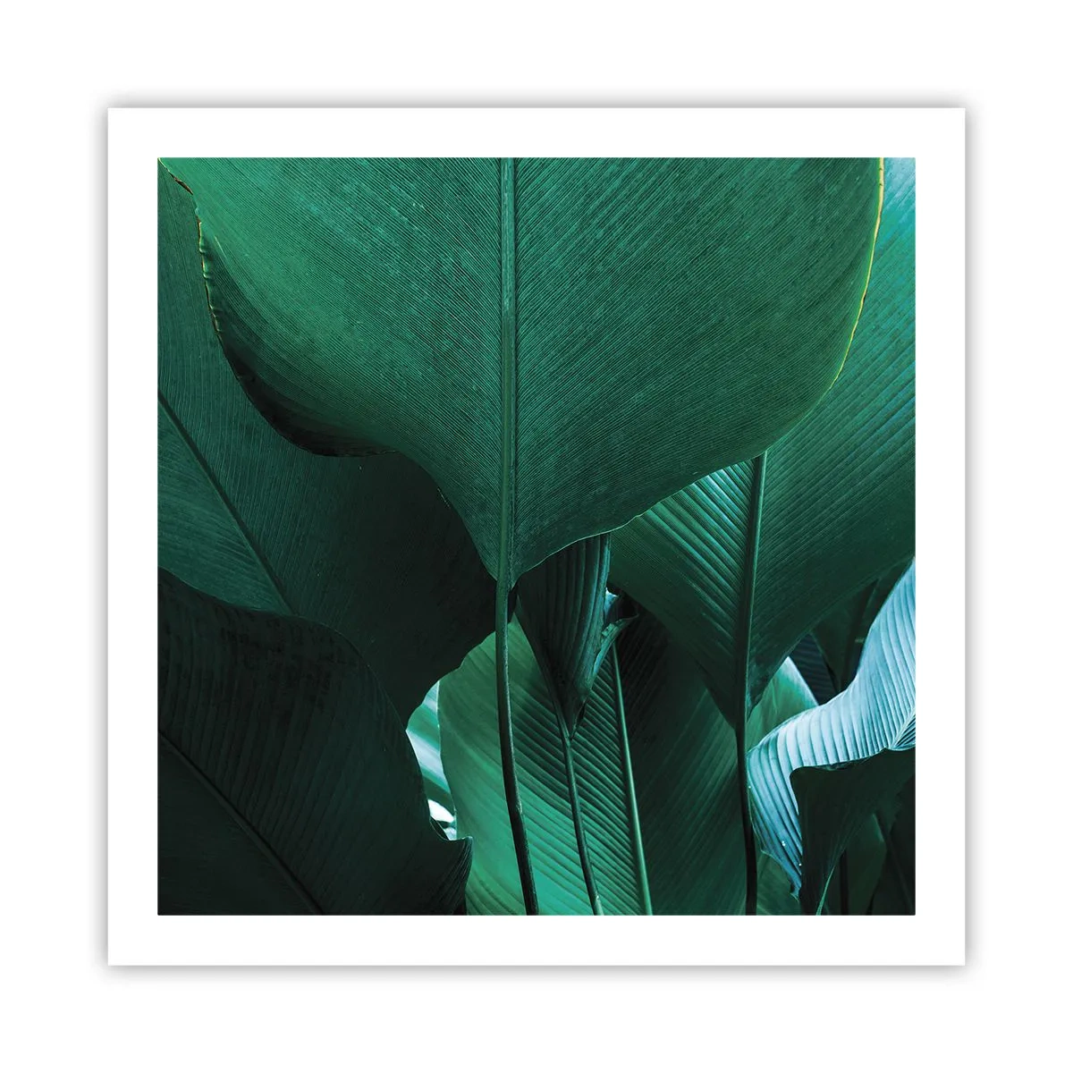 Poster - Cu frunza la lumină - 60x60 cm