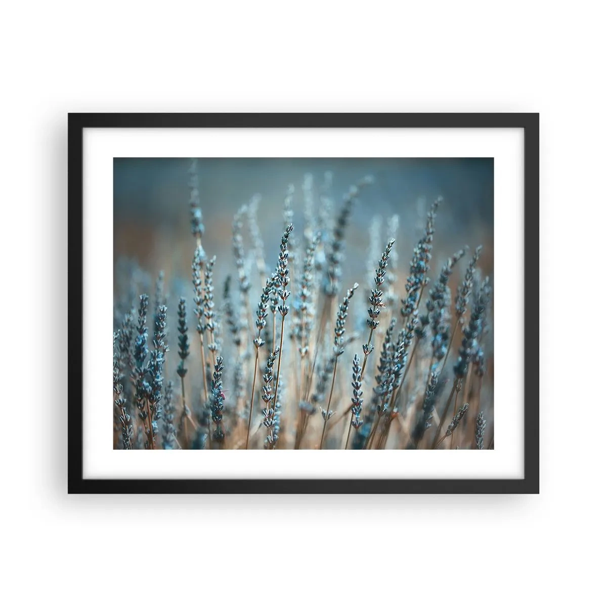 Poster în ramă neagră - Câmpul parfumat - 50x40 cm