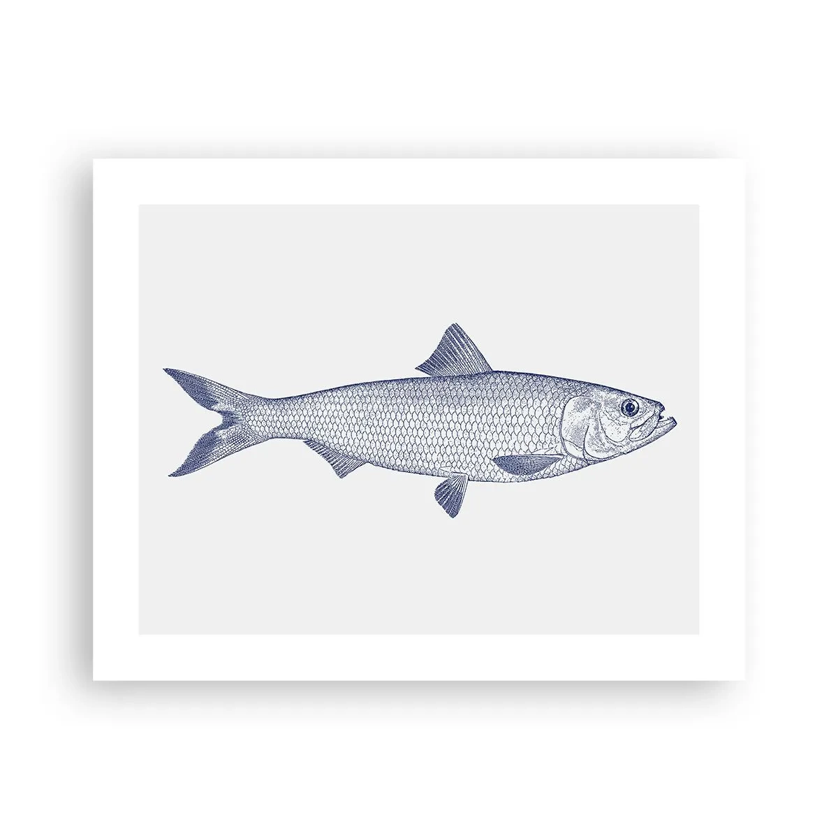 Poster - Salutări din mările nordice - 50x40 cm