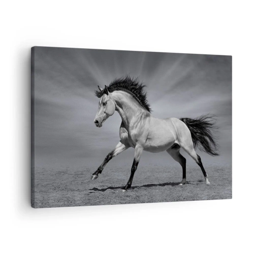 Tablou pe pânză Canvas - Un cal alb-negru într-o poză dinamică în deșert. - 70x50cm - Născut pentru a încânta - Decorațiune modernă pentru perete pentru living și dormitor ARTTOR