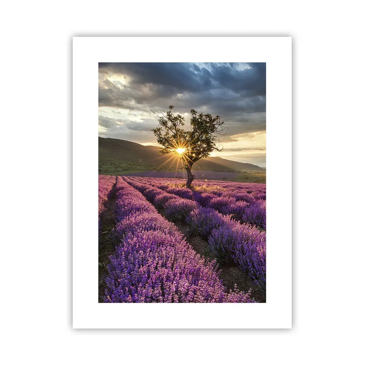 Poster - Aroma în liliac - 30x40 cm