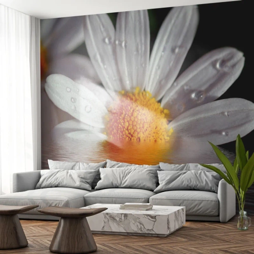 Tapet Autoadeziv Deluxe Sticker - Răsăritul soarelui al Margaretei - Floare, Muşeţel, Natură - 100x70 cm
