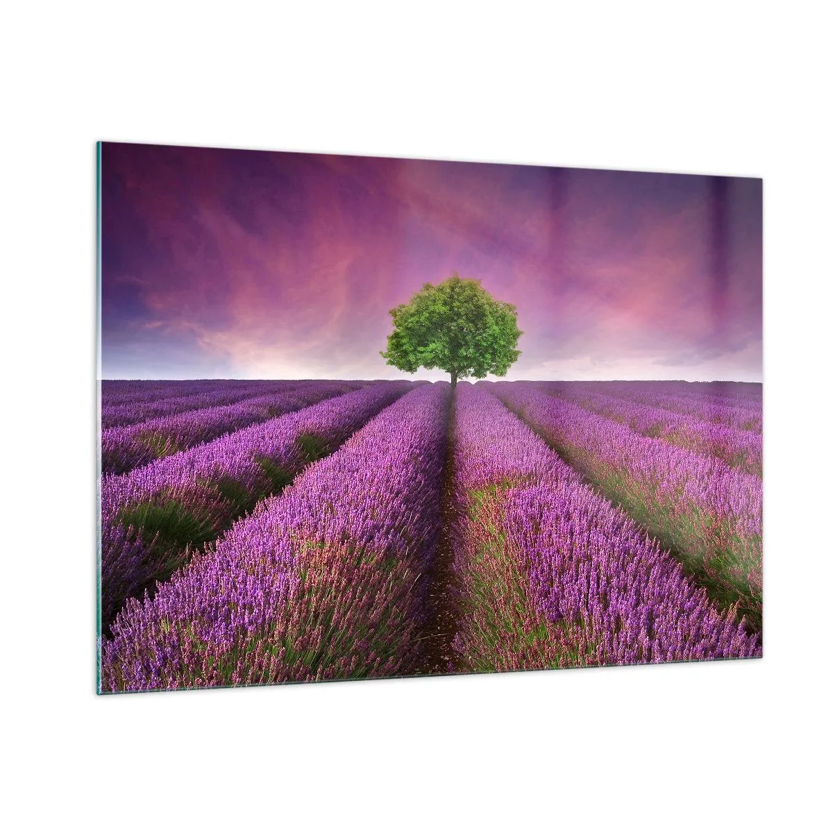 Tablou pe sticlă - În câmpurile de lavandă - 100x70 cm