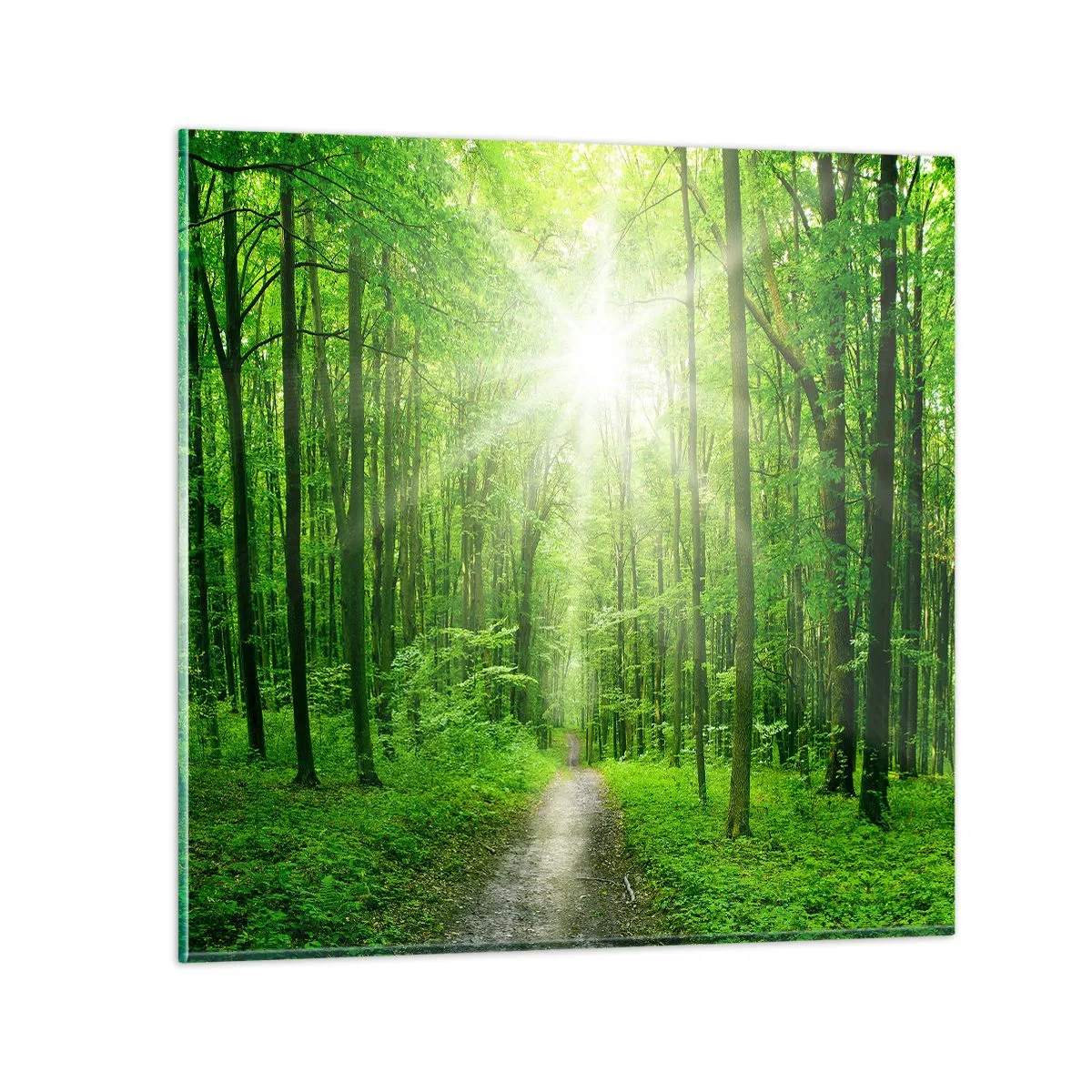 Tablou pe sticlă - Catedrala verde - 30x30 cm