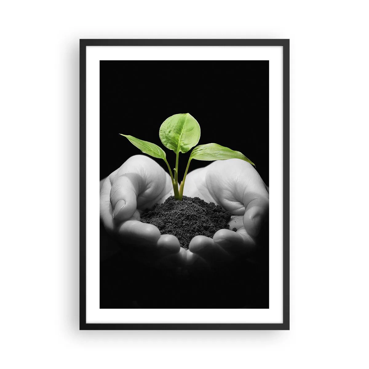 Poster în ramă neagră - O plantă în mâini, simbolizând viața și natura - 50x70cm - Iubesc natura, o protejez - Decorațiune modernă pentru perete pentru living și dormitor ARTTOR