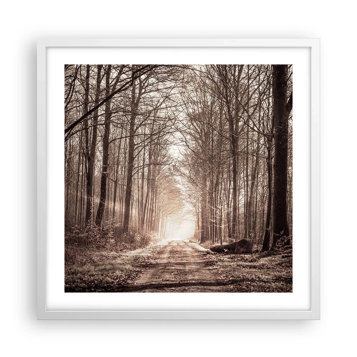 Poster în ramă albă - Catedrala Forestieră - 50x50 cm