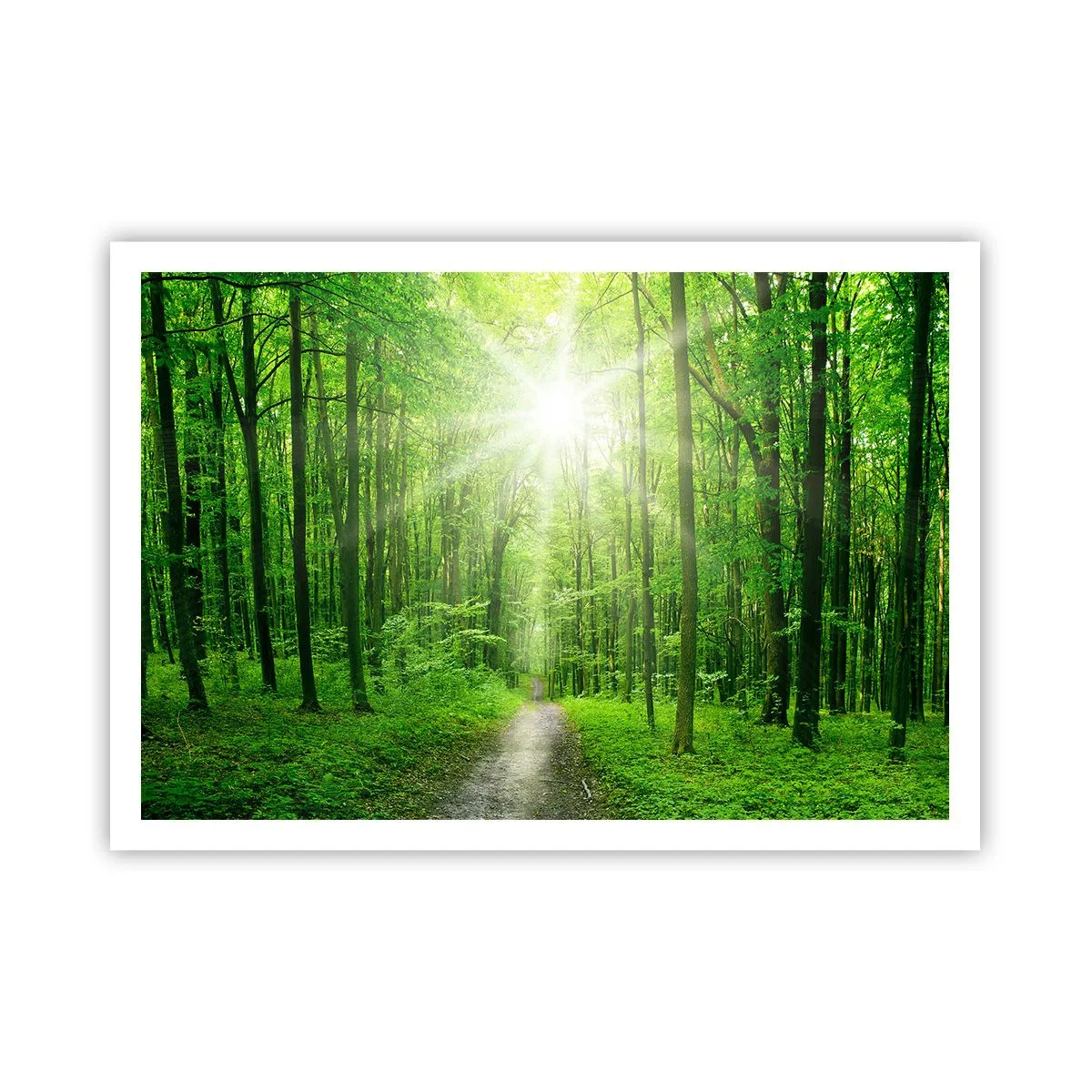 Poster - Catedrala verde - 100x70 cm