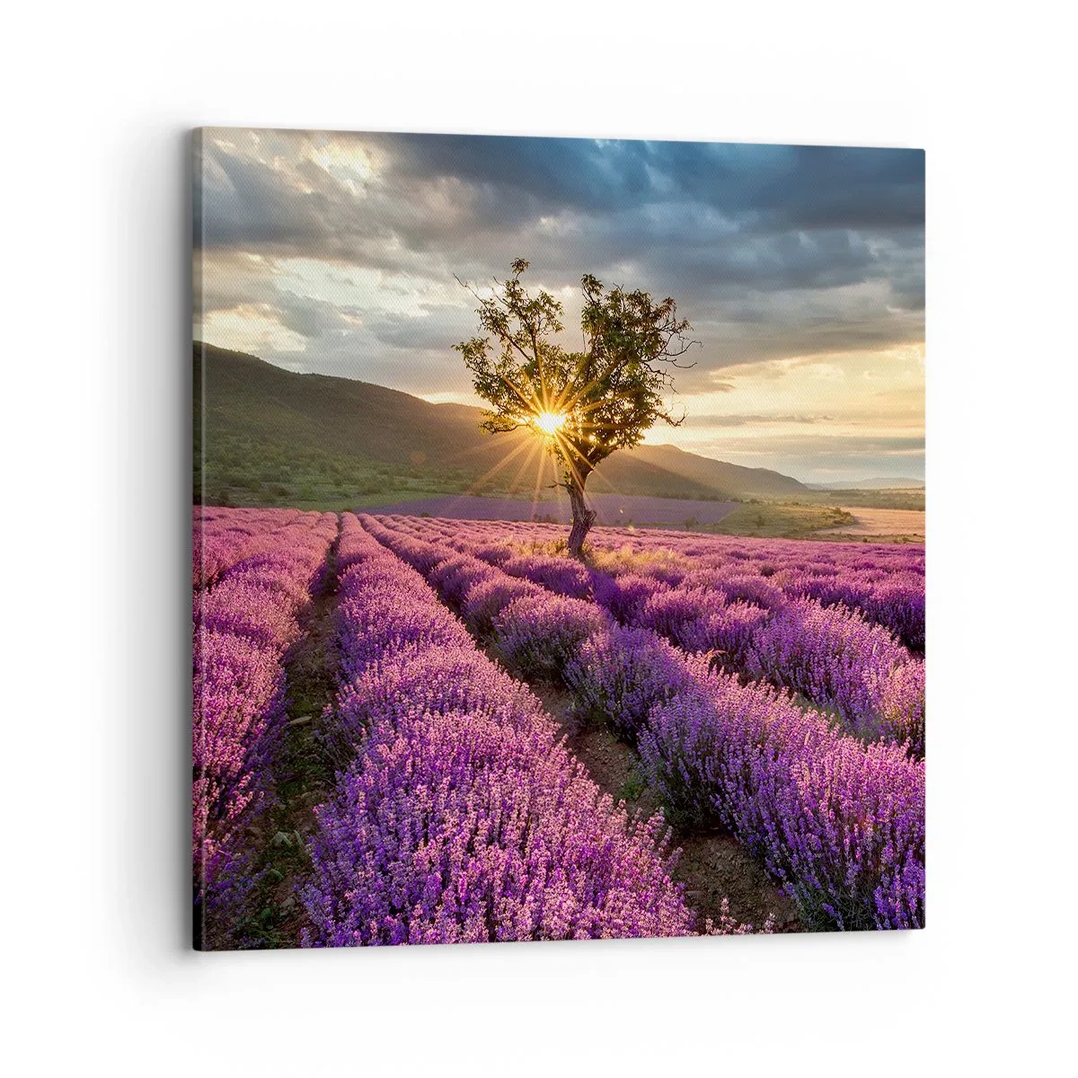 Tablou pe pânză - Aroma în liliac - 70x70 cm