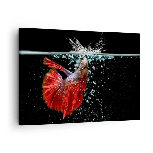 Tablou pe pânză Canvas - Un betta magnific în apă pe un fundal întunecat - 70x50cm - Aveți trei dorințe - Decorațiune modernă pentru perete pentru living și dormitor ARTTOR