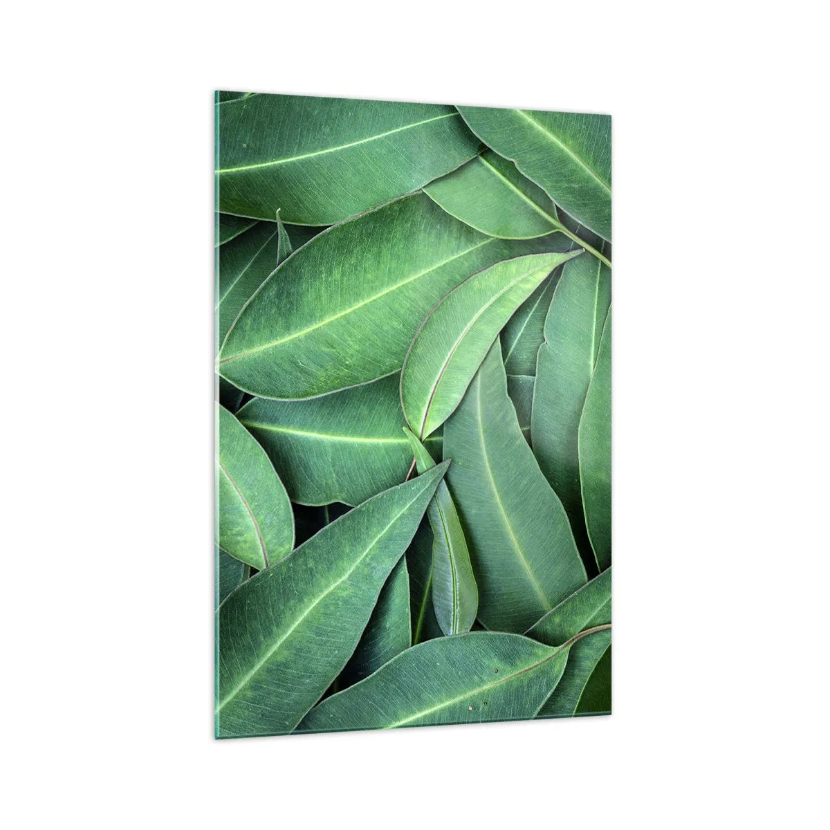 Tablou pe sticlă - Suculente și proaspete - 70x100 cm