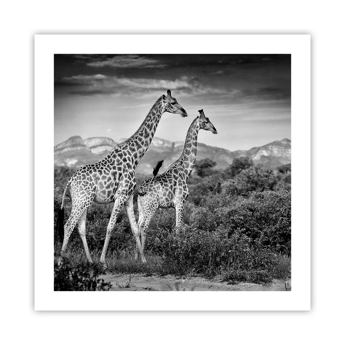 Poster - Clasele superioare din Africa - 50x50 cm