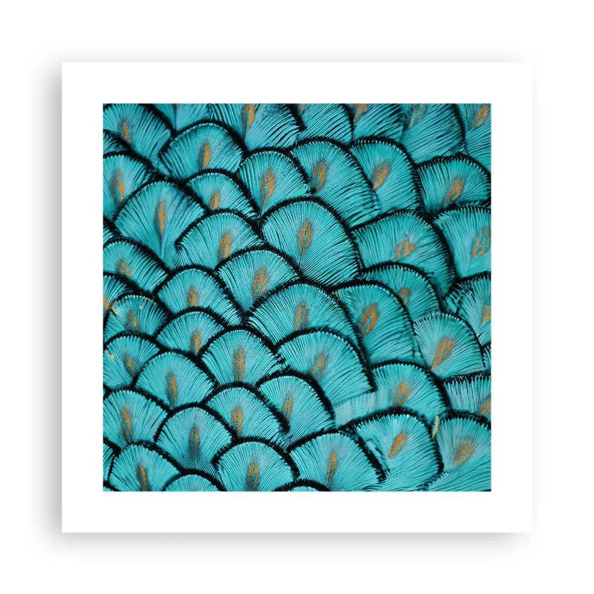 Poster - Marea gală a penelor - 40x40 cm
