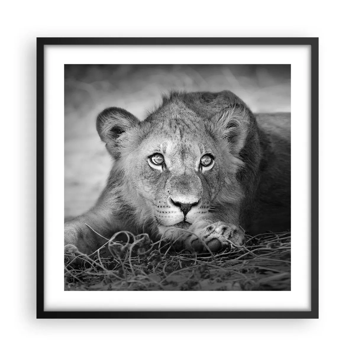 Poster în ramă neagră - Pisicuța regală - 50x50 cm