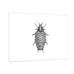 Tablou pe sticlă - Ilustrație alb-negru a unei insecte pe fundal alb - 70x50cm - Ce specimen! - Decorațiune modernă pentru perete pentru living și dormitor ARTTOR