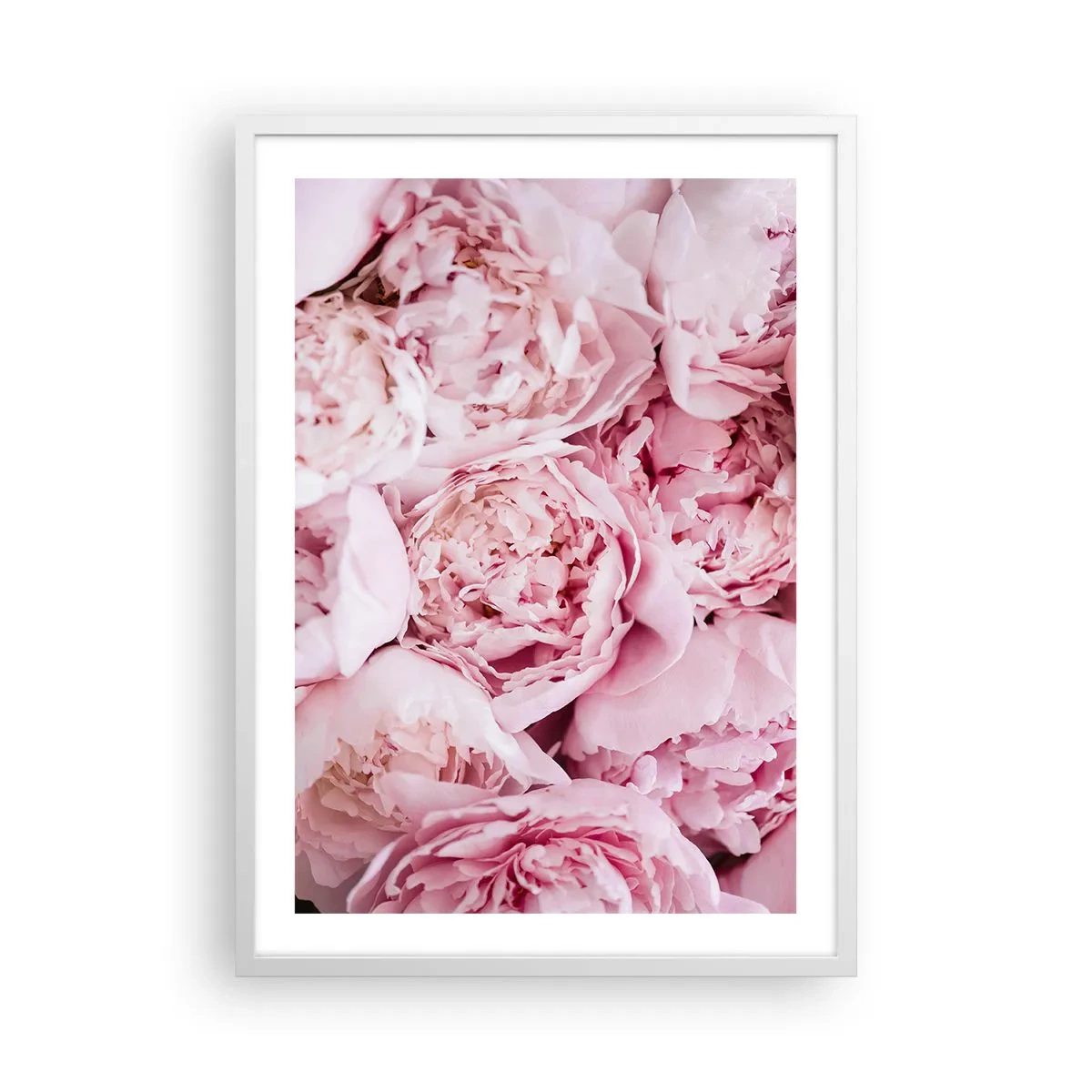 Poster în ramă albă - Îmbrățișate și parfumate - 50x70 cm