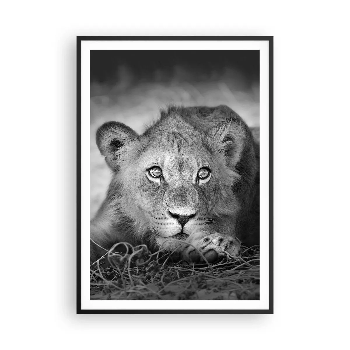 Poster în ramă neagră - Pisicuța regală - 70x100 cm