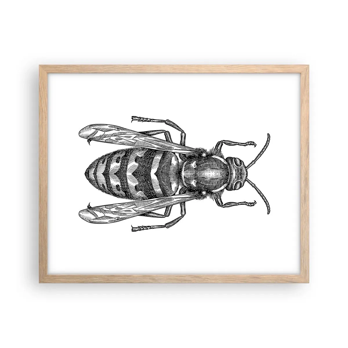 Poster în ramă de stejar deschis - De pe o planetă de insecte - 50x40 cm
