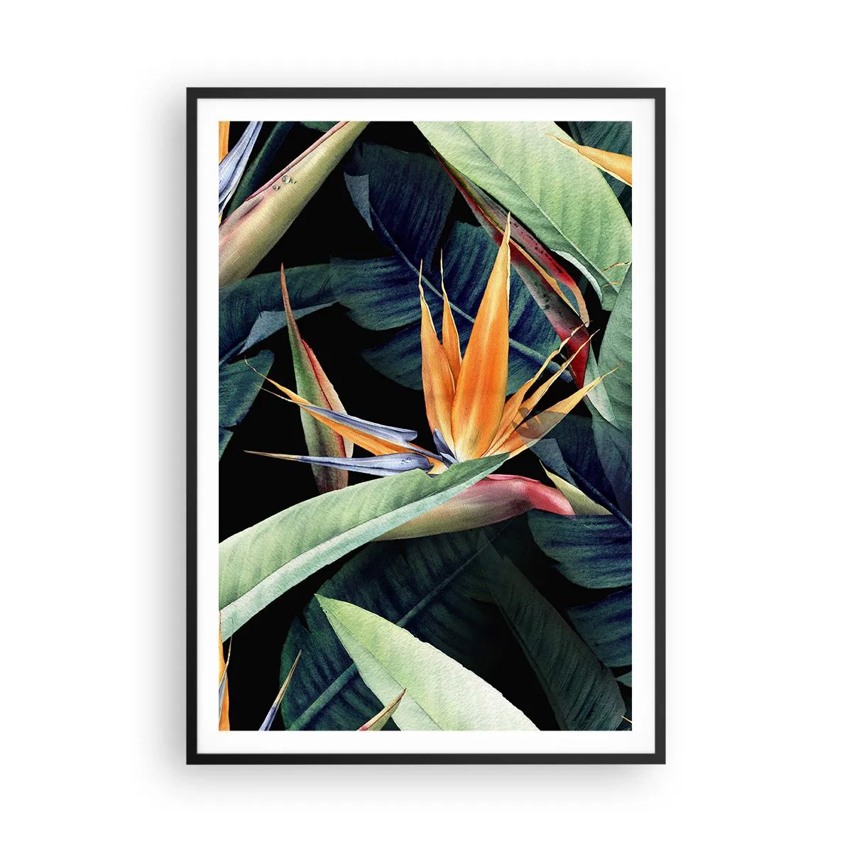 Poster în ramă neagră - Florile de flacără ale tropicelor - 70x100 cm