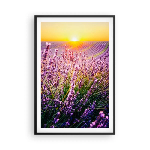 Poster în ramă neagră - Câmpul parfumat - 61x91 cm